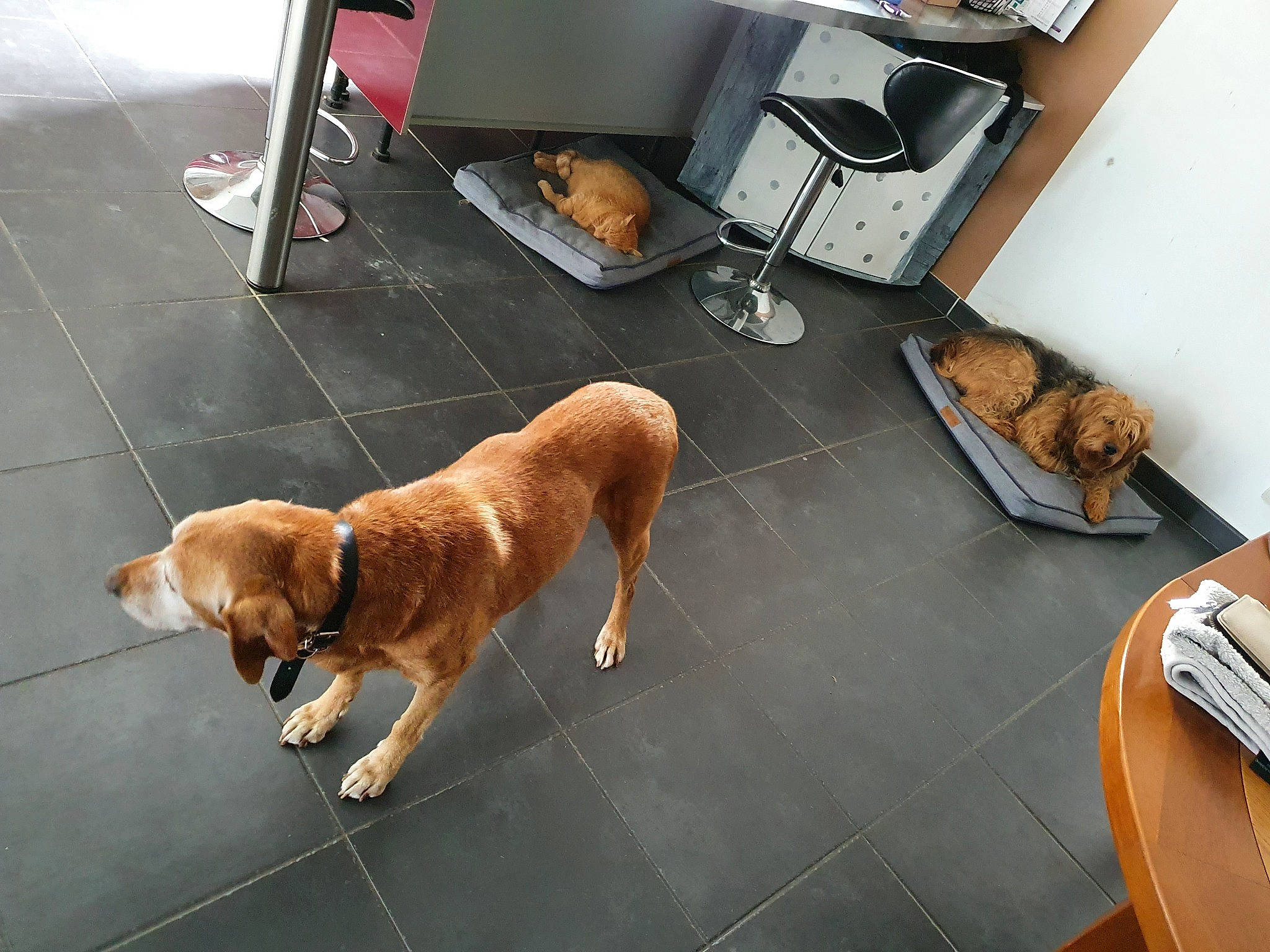 Lucky participe au concours pour gagner de l'argent avec cette photo : canidae, carnivore, companion_dog, dog, dog_breed, fawn, floor, flooring, guard_dog, mammal, snout, sporting_group, street_dog, working_dog