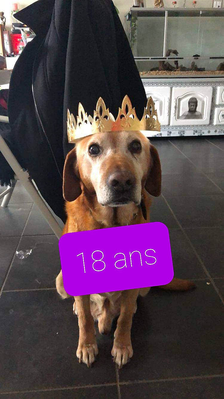 Lucky participe au concours pour gagner de l'argent avec cette photo : beagador, canidae, carnivore, costume, dog, dog_breed, dog_clothes, ear, fashion_accessory, fawn, fur, hat, headgear, mammal, paw, photo_caption, pink, puppy, rare_breed_dog, snout