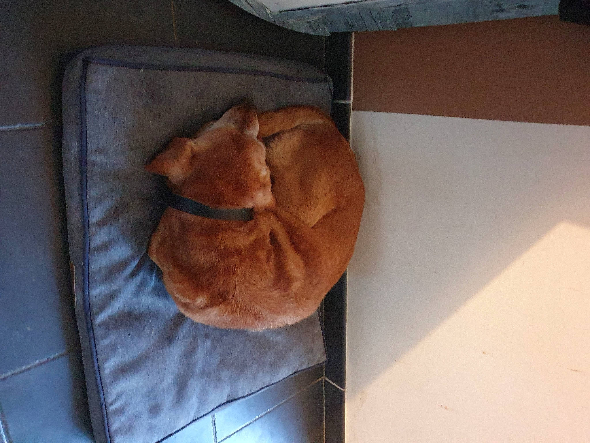 Lucky a rejoint le concours — aidez-le/la à gagner de superbes lots ! baked_goods, cuisine, dish, food