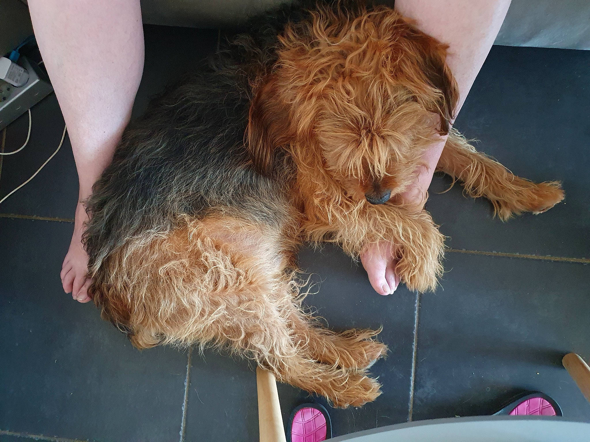 Falco participe au concours pour gagner de l'argent avec cette photo : airedale_terrier, bosnian_coarse_haired_hound, canidae, carnivore, cockapoo, companion_dog, dog, dog_breed, dutch_smoushond, lakeland_terrier, mammal, otterhound, poodle_crossbreed, schnoodle, sporting_group, sporting_lucas_terrier, terrier, vertebrate, welsh_terrier