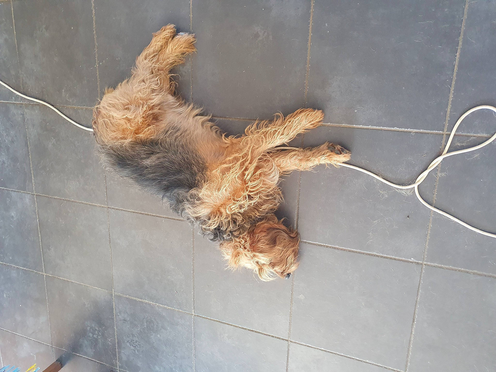 Falco a rejoint le concours — aidez-le/la à gagner de superbes lots ! canidae, carnivore, dog_breed, fawn, fur, sporting_group, tail