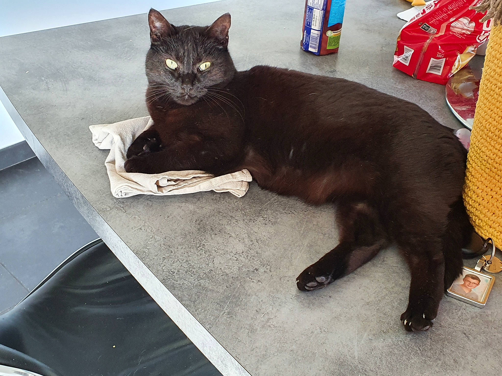 Mimi a rejoint le concours — aidez-le/la à gagner de superbes lots ! asian, black_cat, bombay, burmese, carnivore, cat, chartreux, domestic_short_haired_cat, felidae, havana_brown, korat, mammal, russian_blue, small_to_medium_sized_cats, tail, vertebrate, whiskers