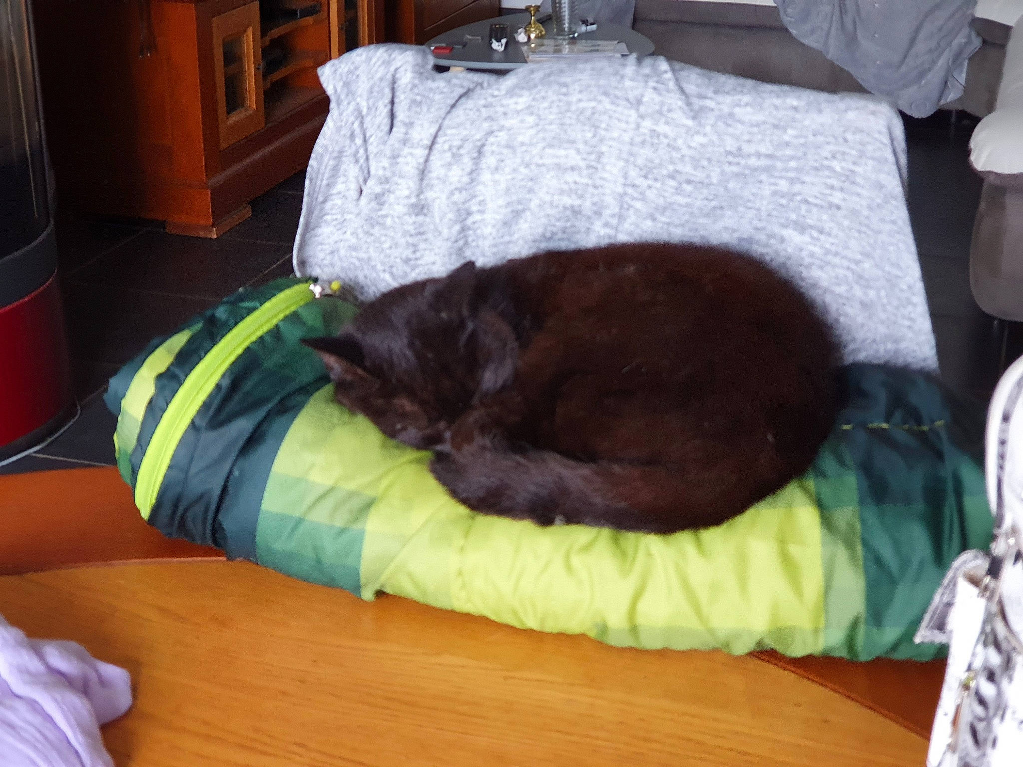 Mimi a rejoint le concours — aidez-le/la à gagner de superbes lots ! black_cat, carnivore, cat, comfort, felidae, furniture, linens, nap, room, sleep, small_to_medium_sized_cats