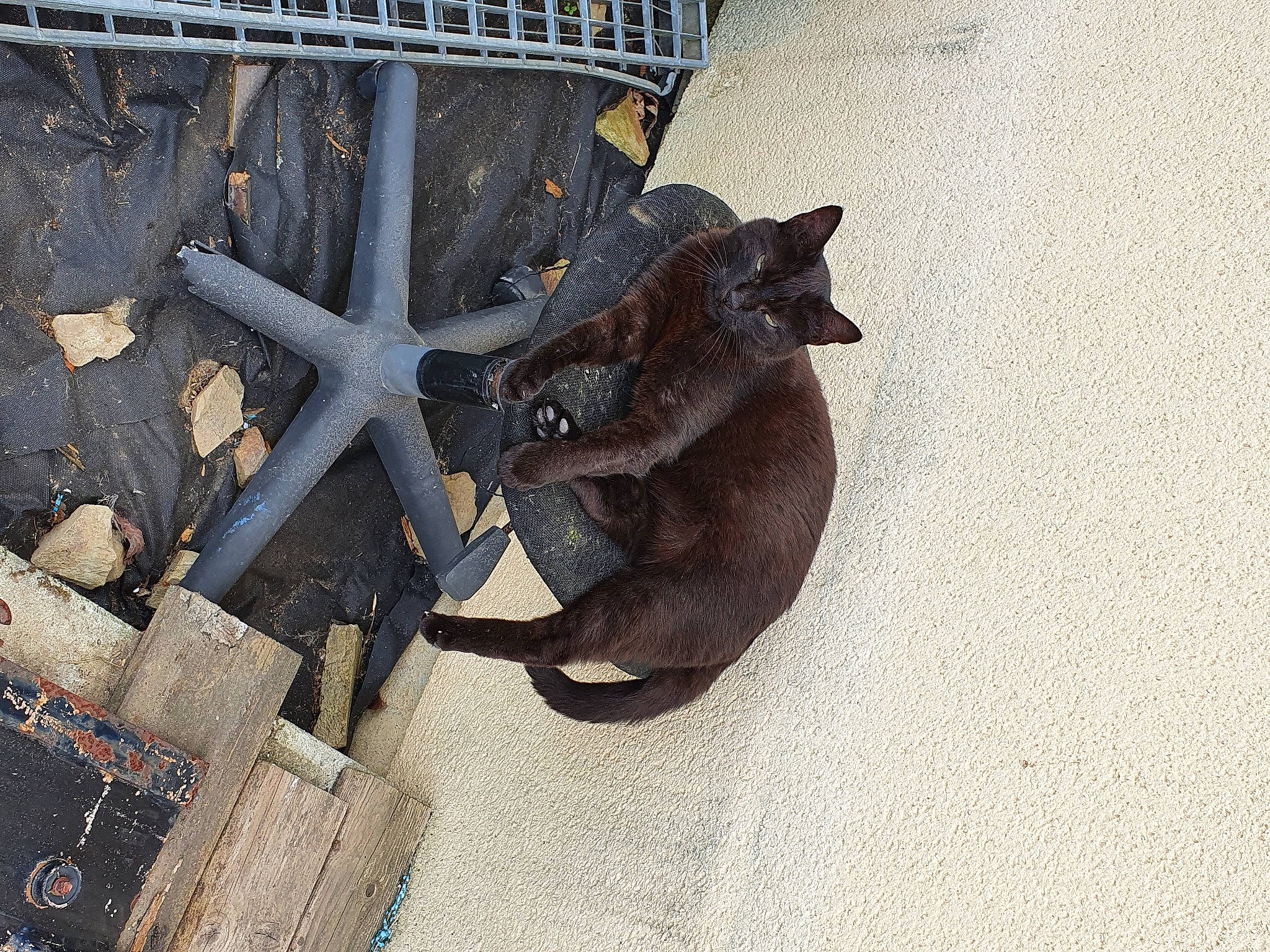 Mimi a rejoint le concours — aidez-le/la à gagner de superbes lots ! iron, metal