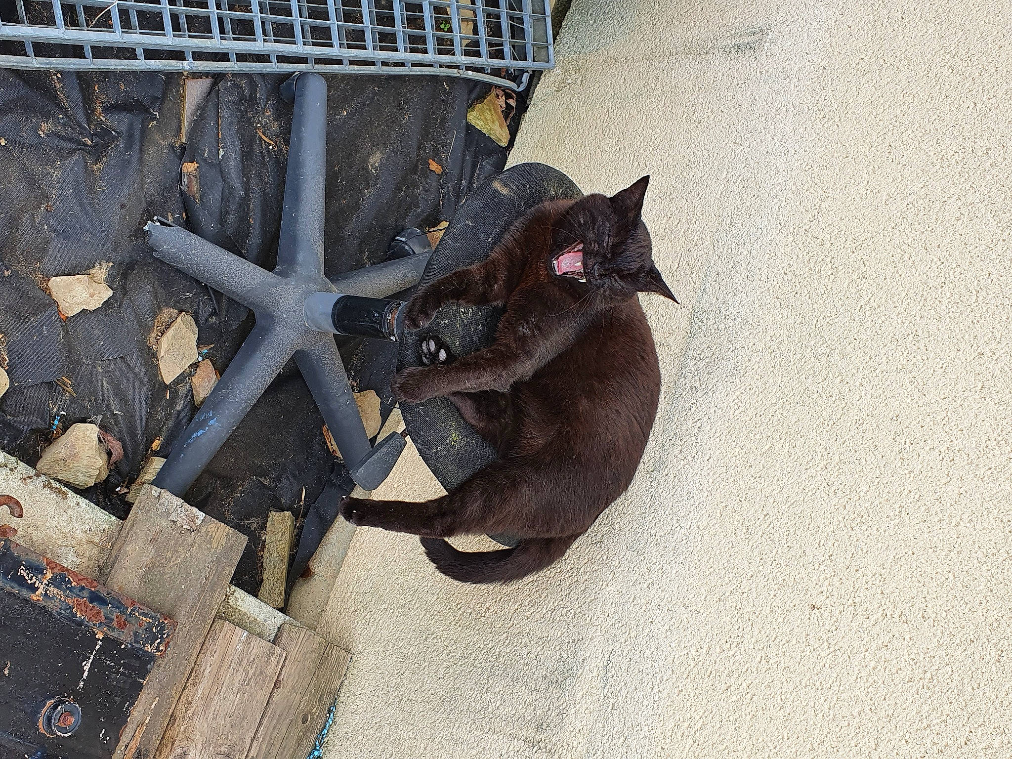 Mimi a rejoint le concours — aidez-le/la à gagner de superbes lots ! black_cat, burmese, carnivore, cat, domestic_short_haired_cat, felidae, havana_brown, korat, russian_blue, small_to_medium_sized_cats, tail, whiskers