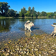 Taya a rejoint le concours — aidez-le/la à gagner de superbes lots ! dog, water, river, rocks, nature, outdoor, sunny, trees, sky, animal, playful, pets, summer, daylight, canine, happy, grass, reflection, running, wet