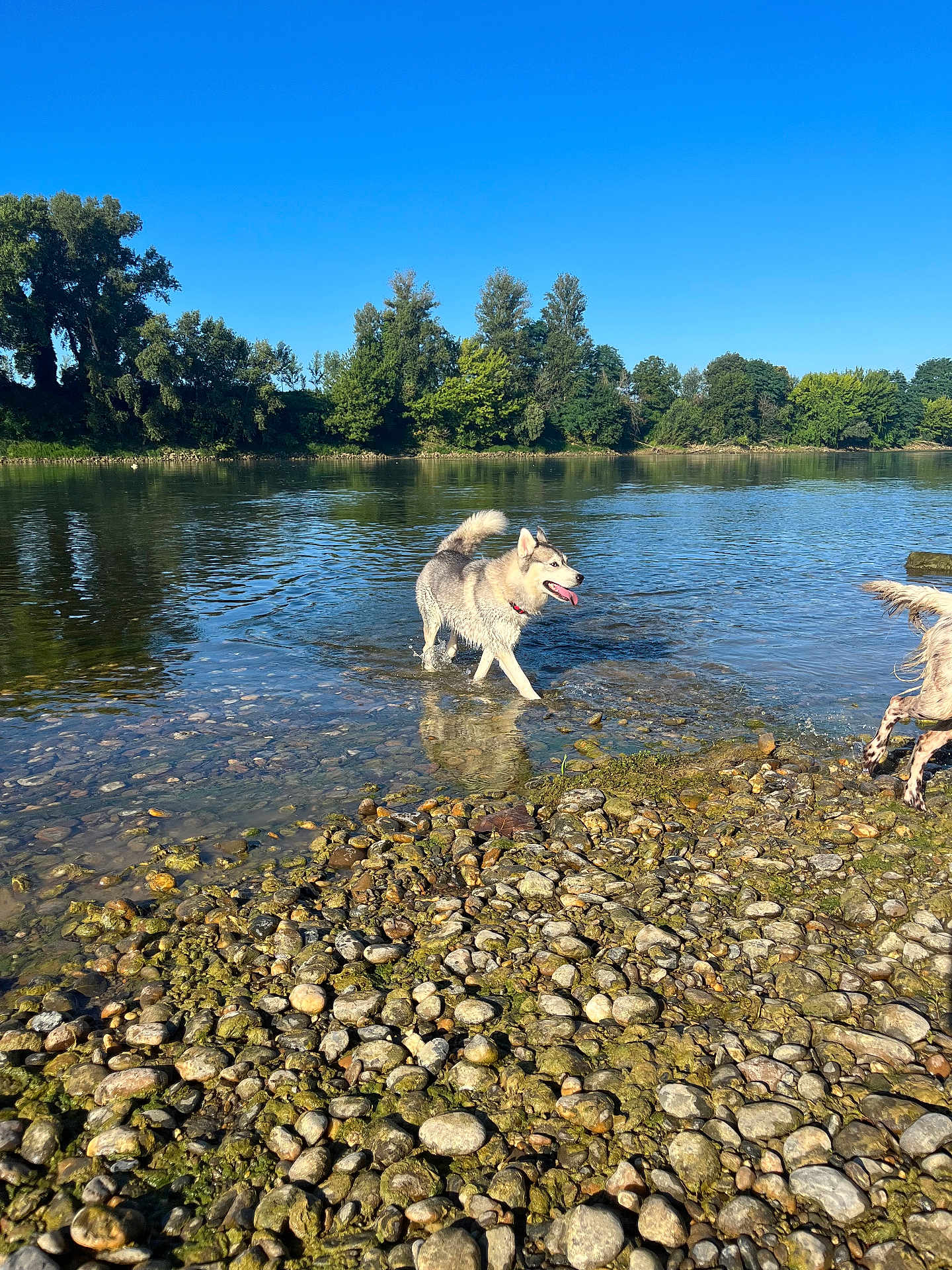 Taya a rejoint le concours — aidez-le/la à gagner de superbes lots ! dog, water, river, rocks, nature, outdoor, sunny, trees, sky, animal, playful, pets, summer, daylight, canine, happy, grass, reflection, running, wet