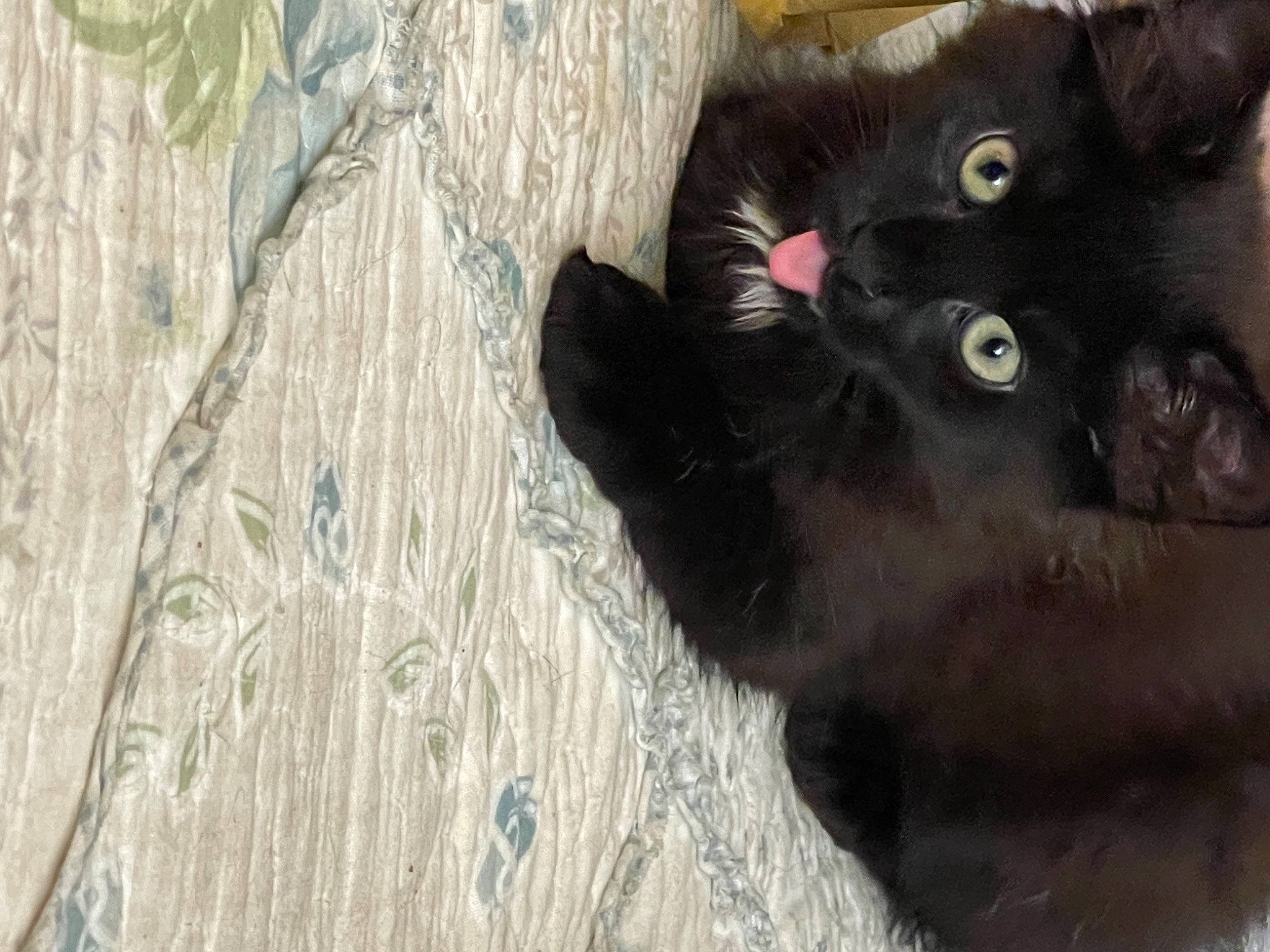 Midnight joined the competition — help win amazing prizes! black_cat, bombay, carnivore, cat, claw, dog_breed, domestic_short_haired_cat, felidae, fur, hardwood, paw, small_to_medium_sized_cats, snout, tail, terrestrial_animal, trunk, whiskers, wood