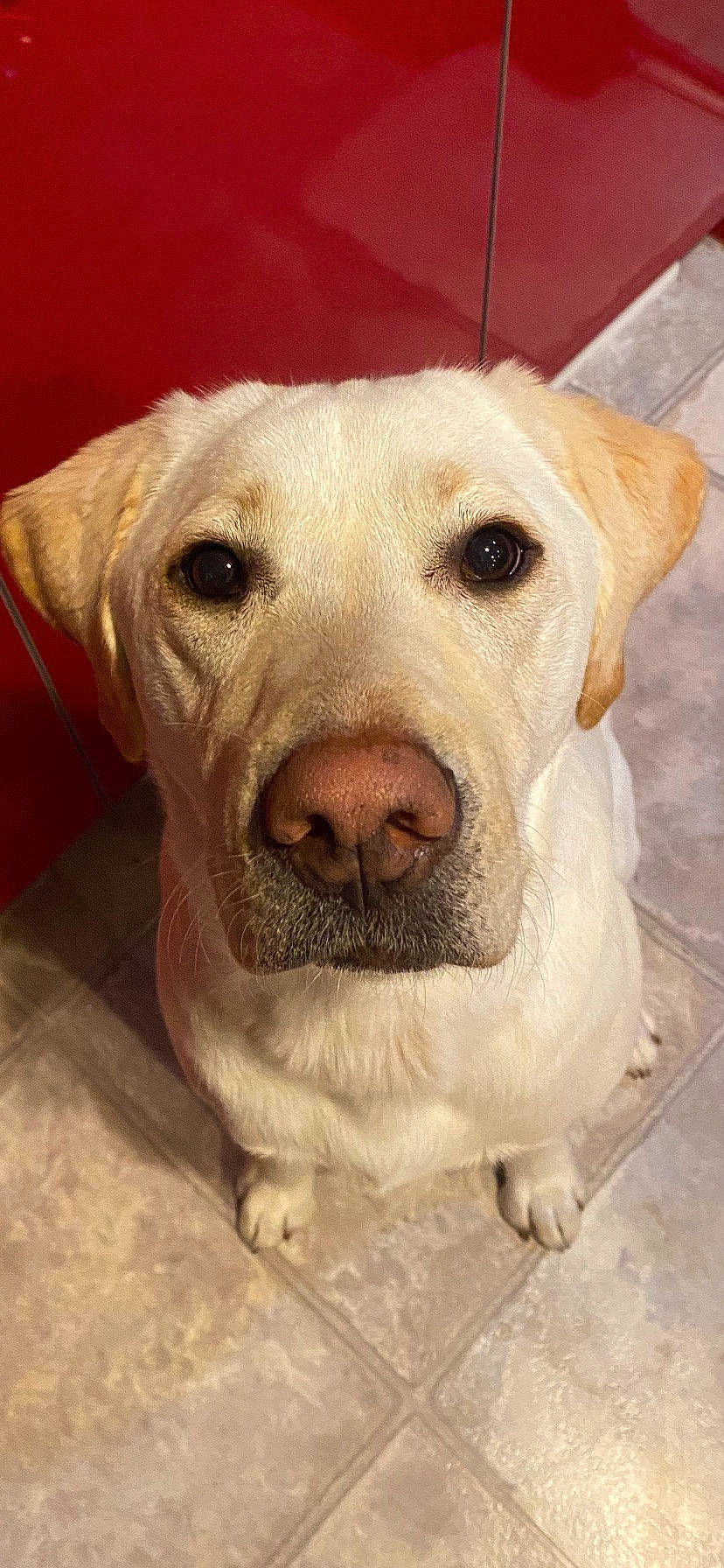 Minnow joined the competition — help win amazing prizes! canidae, carnivore, collar, companion_dog, dog, dog_breed, dog_collar, ear, eye, fawn, fur, jaw, labrador_retriever, pet_supply, snout, sporting_group, street_dog, terrestrial_animal, whiskers, working_animal