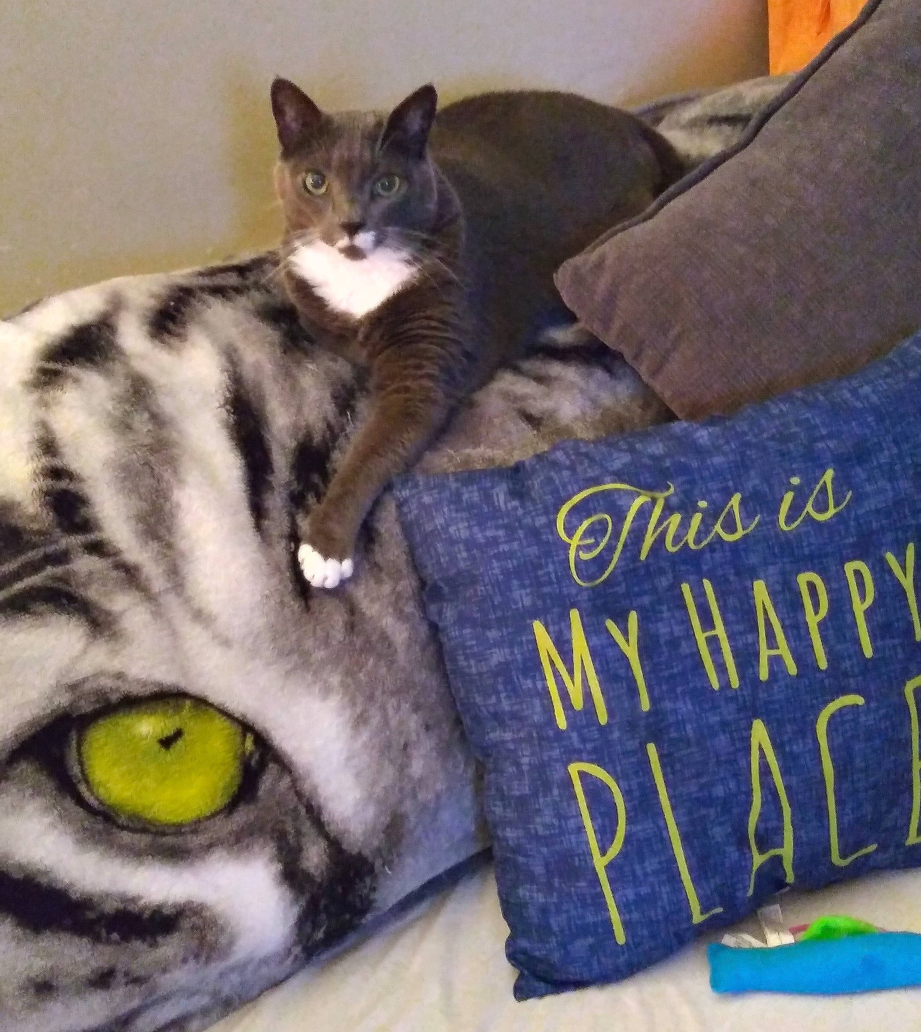 Sarah Baby joined the competition — help win amazing prizes! art, bedding, carnivore, cat, comfort, couch, domestic_short_haired_cat, felidae, font, fur, grey, linens, paw, pillow, sitting, small_to_medium_sized_cats, snout, square, tail, whiskers