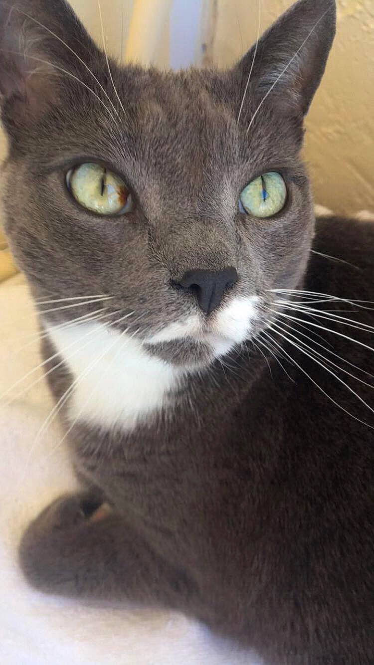 Sarah Baby is registered to the contest to win money with this photo: carnivore, cat, domestic_short_haired_cat, ear, eye, felidae, fur, hair, human_body, iris, small_to_medium_sized_cats, snout, terrestrial_animal, whiskers