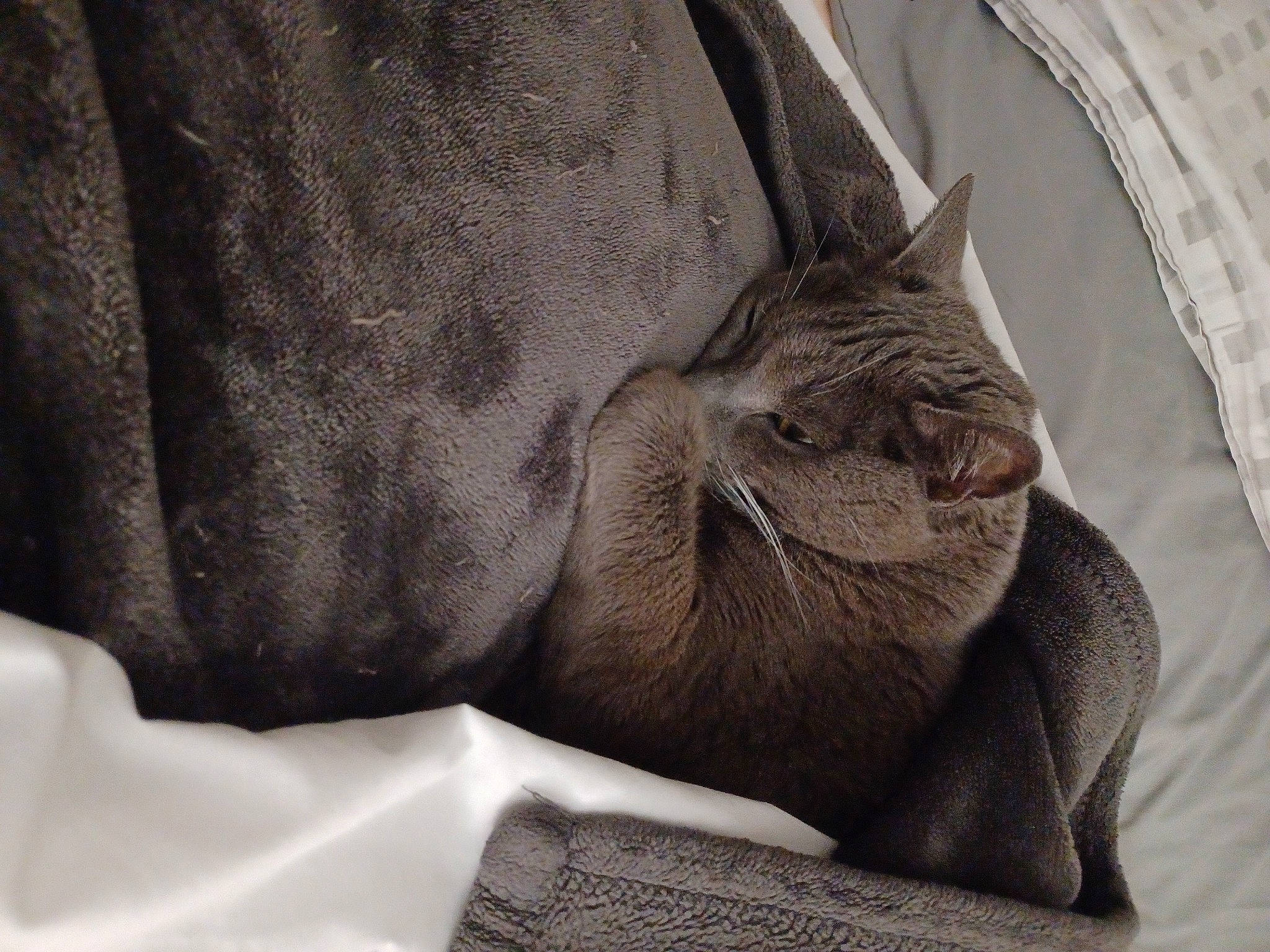 Sarah Baby is registered to the contest to win money with this photo: bedding, carnivore, cat, comfort, domestic_short_haired_cat, felidae, fur, grey, human_leg, linens, monochrome, monochrome_photography, pattern, paw, room, small_to_medium_sized_cats, terrestrial_animal, textile, whiskers, wrinkle