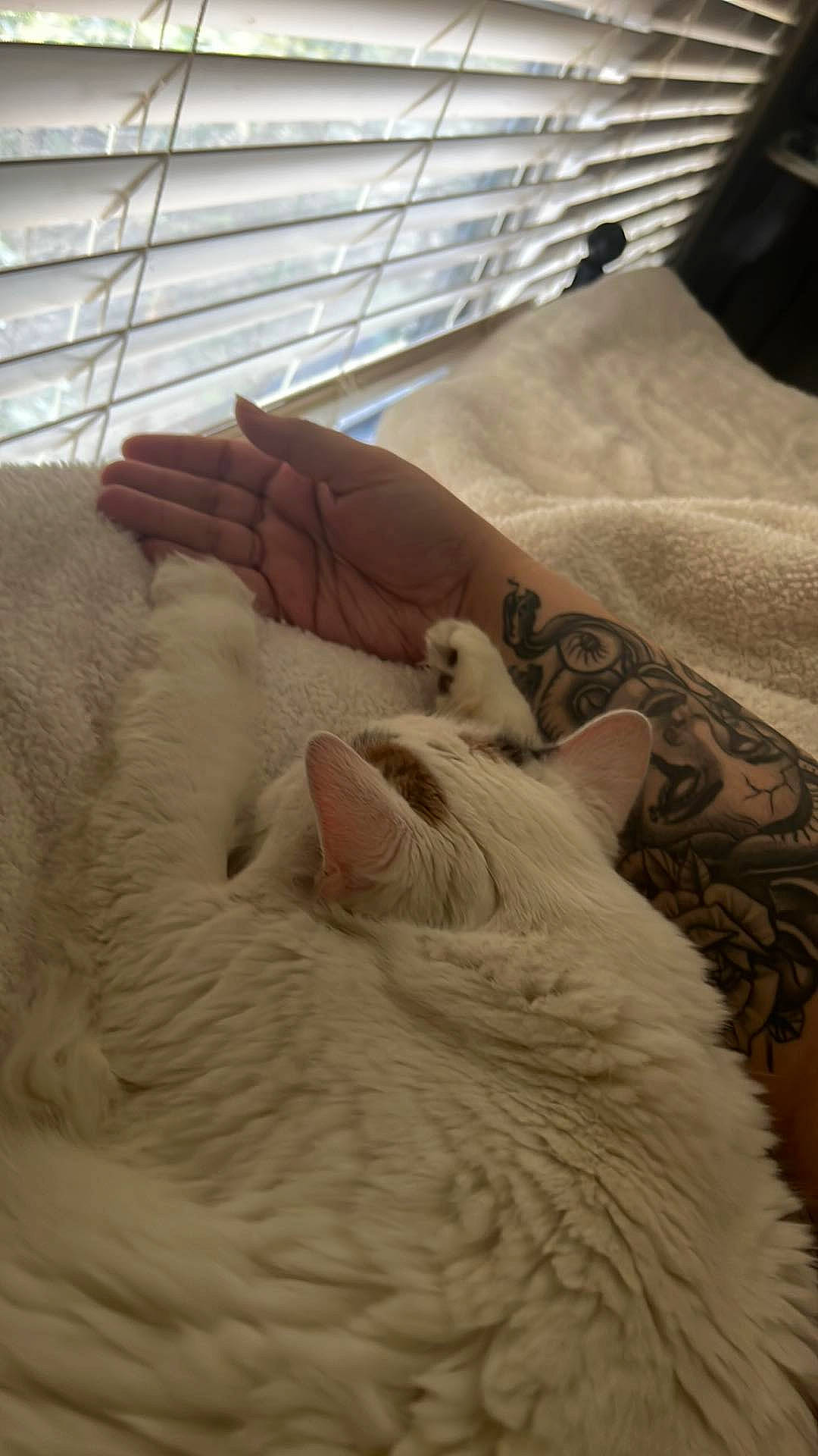 Serene joined the competition — help win amazing prizes! bed, bedding, carnivore, cat, claw, comfort, domestic_short_haired_cat, fawn, felidae, fur, linens, nail, nap, paw, room, small_to_medium_sized_cats, tail, whiskers, wood, wool