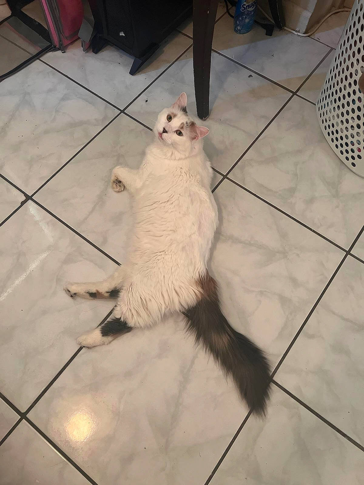 Serene joined the competition — help win amazing prizes! black, canidae, carnivore, chair, companion_dog, composite_material, dog_breed, fawn, felidae, floor, flooring, gas, hardwood, road_surface, small_to_medium_sized_cats, sporting_group, tail, terrestrial_animal, whiskers, wood