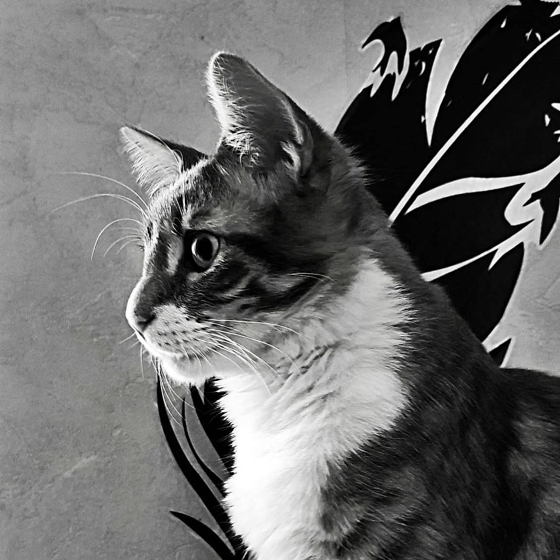 Charlie a rejoint le concours — aidez-le/la à gagner de superbes lots ! art, black_and_white, carnivore, cat, darkness, domestic_short_haired_cat, felidae, fur, grass, monochrome, monochrome_photography, small_to_medium_sized_cats, snout, still_life_photography, stock_photography, style, tail, tints_and_shades, visual_arts, whiskers