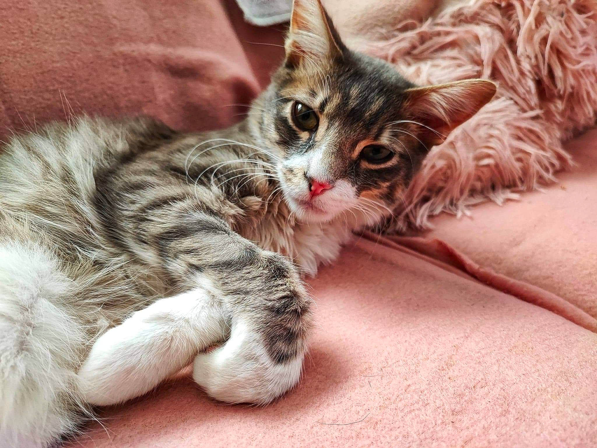 Charlie a rejoint le concours — aidez-le/la à gagner de superbes lots ! bed, carnivore, cat, claw, comfort, domestic_short_haired_cat, fawn, felidae, foot, fur, paw, small_to_medium_sized_cats, snout, tail, terrestrial_animal, whiskers, wildlife