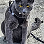 Lalo is registered to the contest to win money with this photo: alert, animal, cat, closeup, concrete, cute, domestic_cat, feline, fur, gray_cat, harness, leash, outdoor, pet, portrait, sitting, tail, texture, whiskers, yellow_eyes