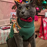 Lalo is registered to the contest to win money with this photo: cat, grey_cat, sweater, bow_tie, christmas_tree, christmas_lights, holiday, presents, gift_bags, festive, indoor, floor, decorations, pet, animal, cute, holiday_season, celebration, cozy, portrait
