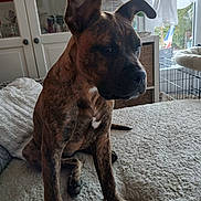 Ursula a rejoint le concours — aidez-le/la à gagner de superbes lots ! animal, blanket, brindle, cage, canine, cozy, decor, dog, ears, furniture, home, house, indoor, lamp, paw, pet, resting, soft_light, thoughtful, window