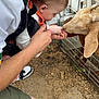 baby, man, goat, fence, outdoor, animal, child, feeding, interaction, nature, curious, person, headwear, glasses, shorts, shoes, ground, hand, closeup, bonding