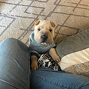 Lunno is registered to the contest to win money with this photo: animal, carpet, clothing, cozy, cute, dog, fabric, home, hoodie, indoor, jeans, legs, looking_up, pattern, person, pet, playful, puppy, sitting, toy