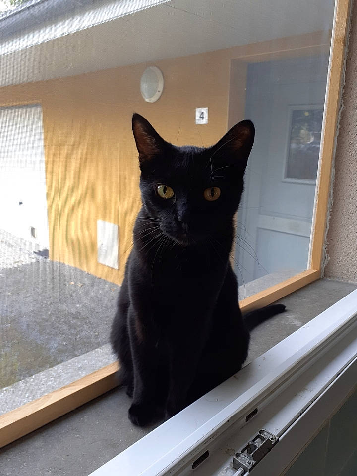 Jaguar a rejoint le concours — aidez-le/la à gagner de superbes lots ! asian, black, black_cat, bombay, carnivore, cat, domestic_short_haired_cat, felidae, small_to_medium_sized_cats, whiskers, window