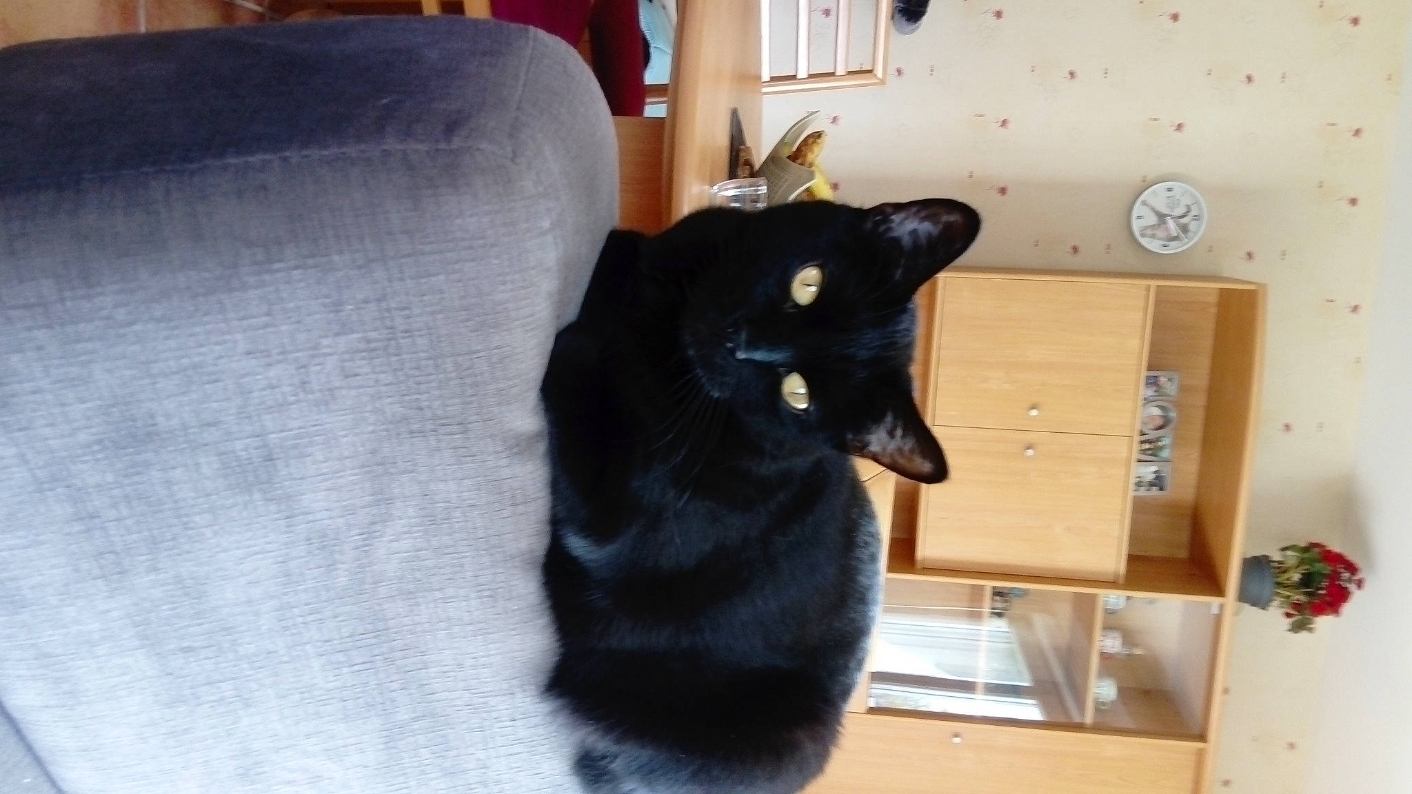 Jaguar a rejoint le concours — aidez-le/la à gagner de superbes lots ! black, black_cat, bombay, carnivore, cat, domestic_short_haired_cat, felidae, korat, room, schipperke, small_to_medium_sized_cats, tail, whiskers