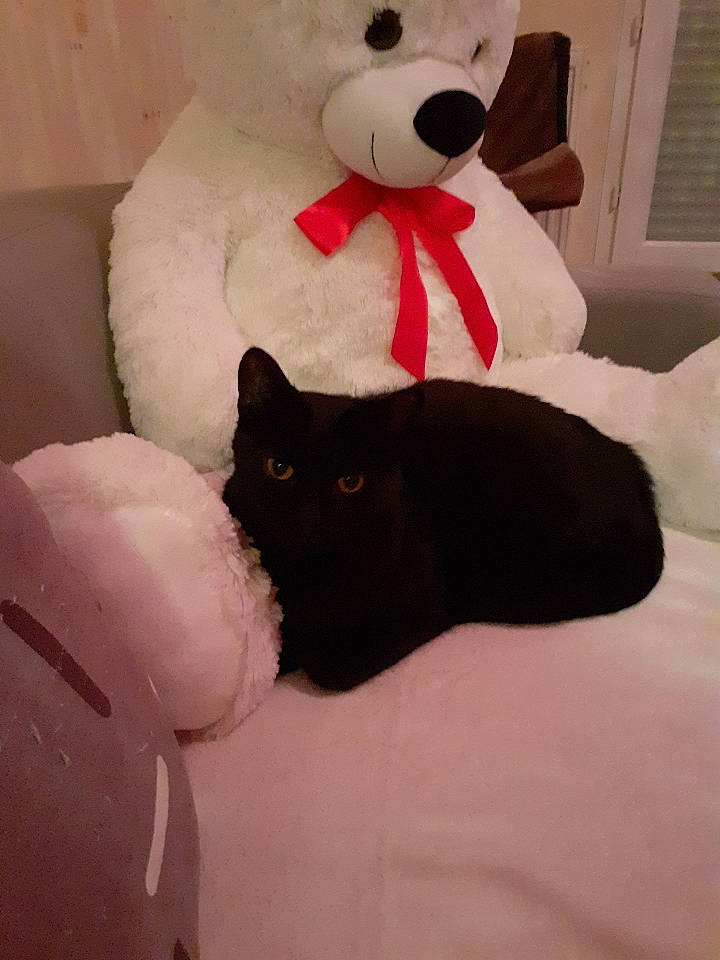 Jaguar a rejoint le concours — aidez-le/la à gagner de superbes lots ! black_cat, carnivore, cat, ear, felidae, fur, plush, snout, stuffed_toy, teddy_bear, textile, toy, whiskers