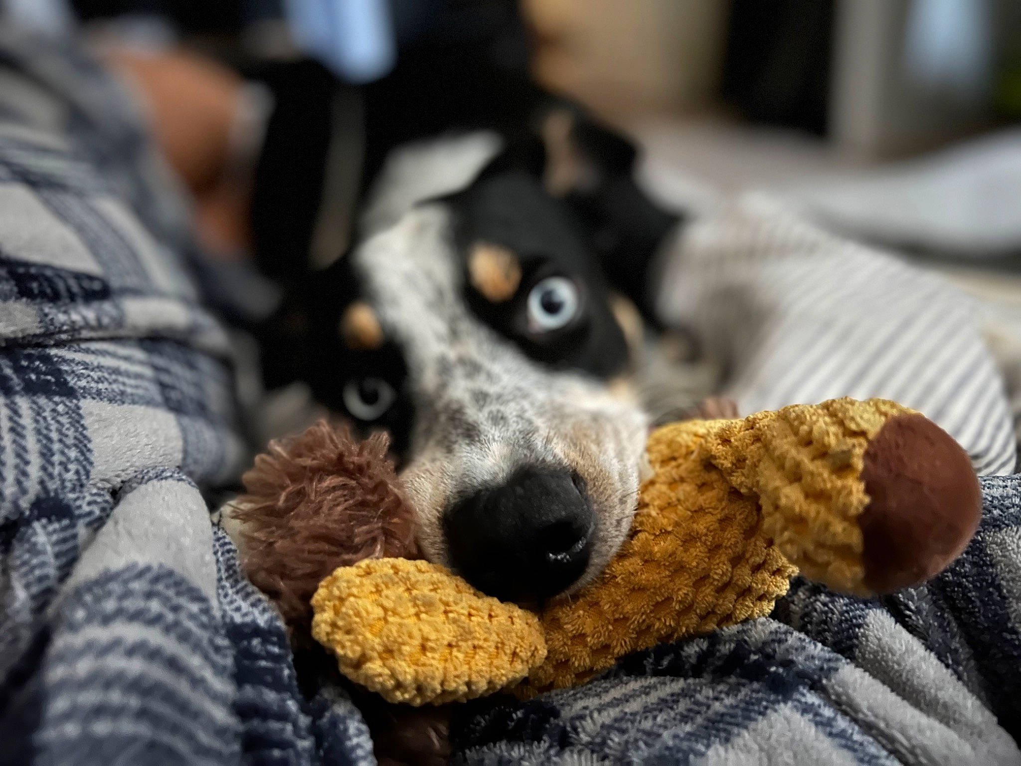 Murphy is registered to the contest to win money with this photo: canidae, carnivore, comfort, companion_dog, dog, dog_breed, dog_toy, fur, linens, nap, paw, plush, snout, sporting_group, stuffed_toy, tableware, toy, toy_dog, whiskers, working_animal