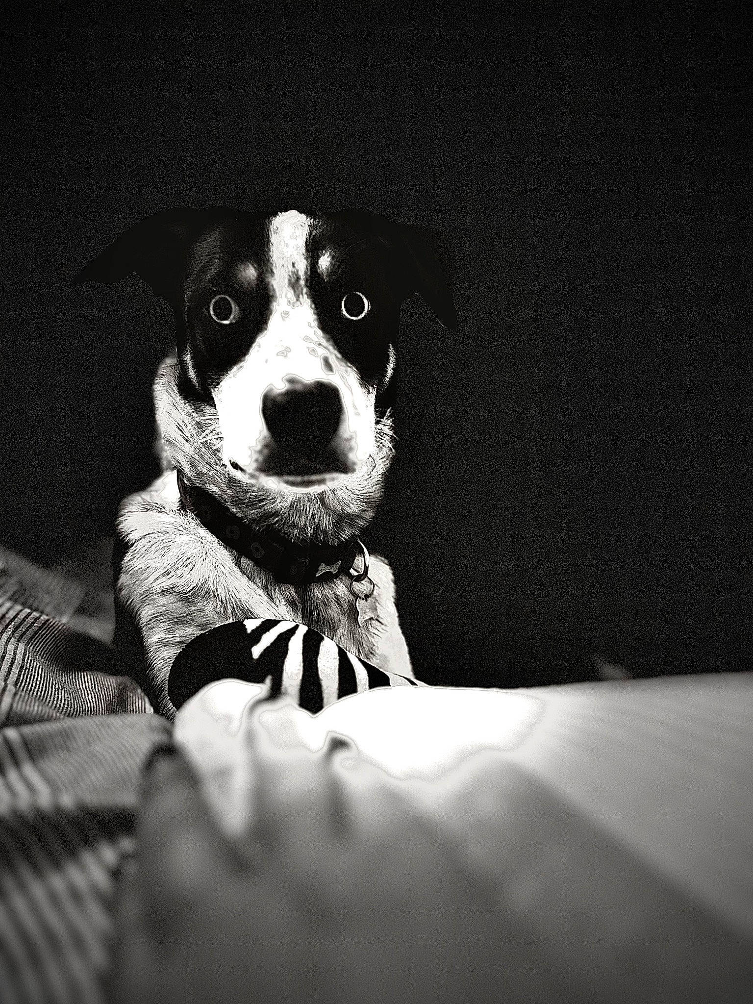 Murphy joined the competition — help win amazing prizes! bored, canidae, carnivore, comfort, companion_dog, darkness, dog, dog_breed, eyewear, flash_photography, monochrome, monochrome_photography, sitting, snout, sporting_group, still_life_photography, terrestrial_animal, tints_and_shades, whiskers, working_animal