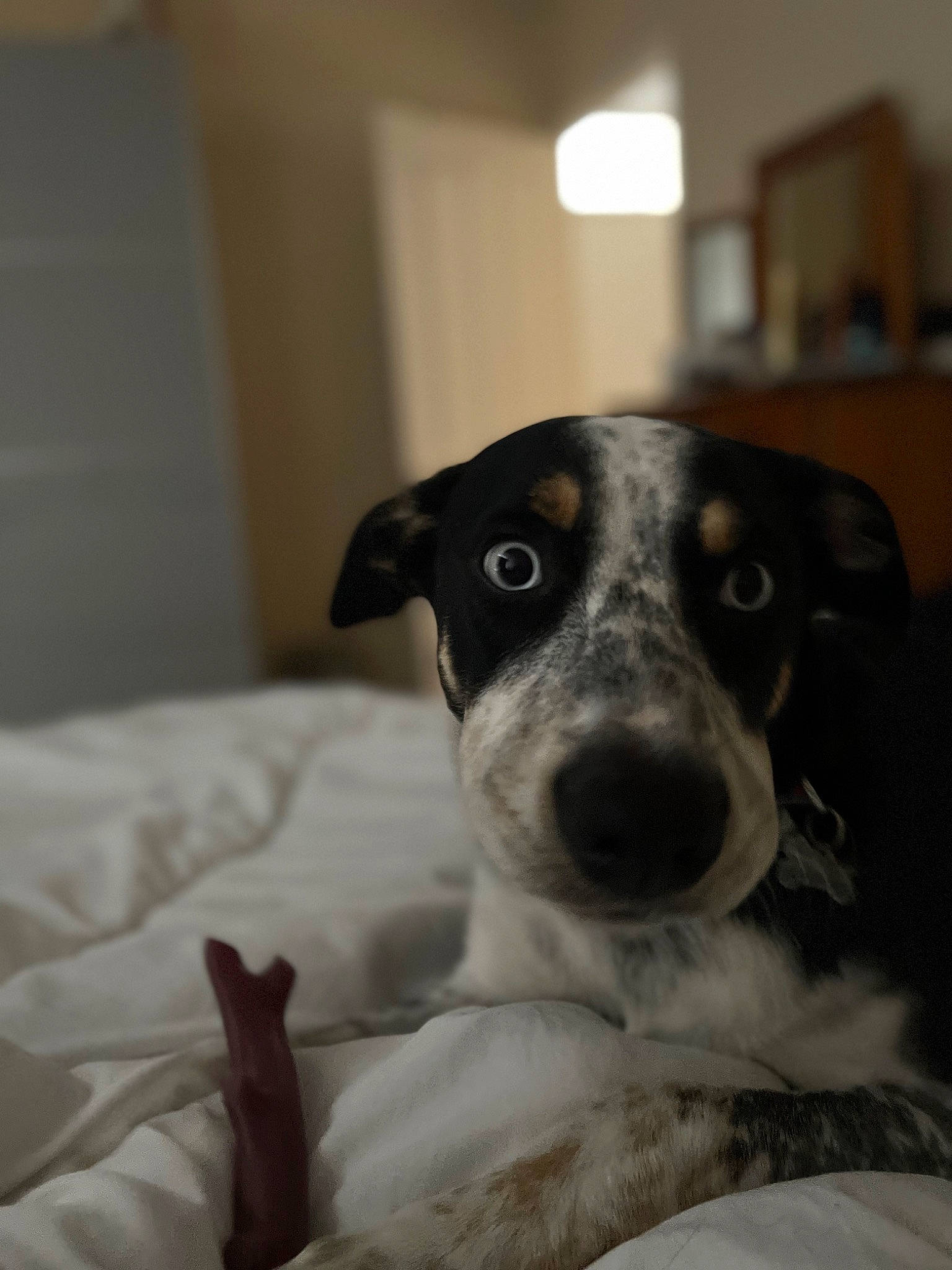 Murphy joined the competition — help win amazing prizes! canidae, carnivore, comfort, companion_dog, dog, dog_breed, fur, monochrome_photography, puppy, snout, sporting_group, street_dog, terrestrial_animal, whiskers, working_animal