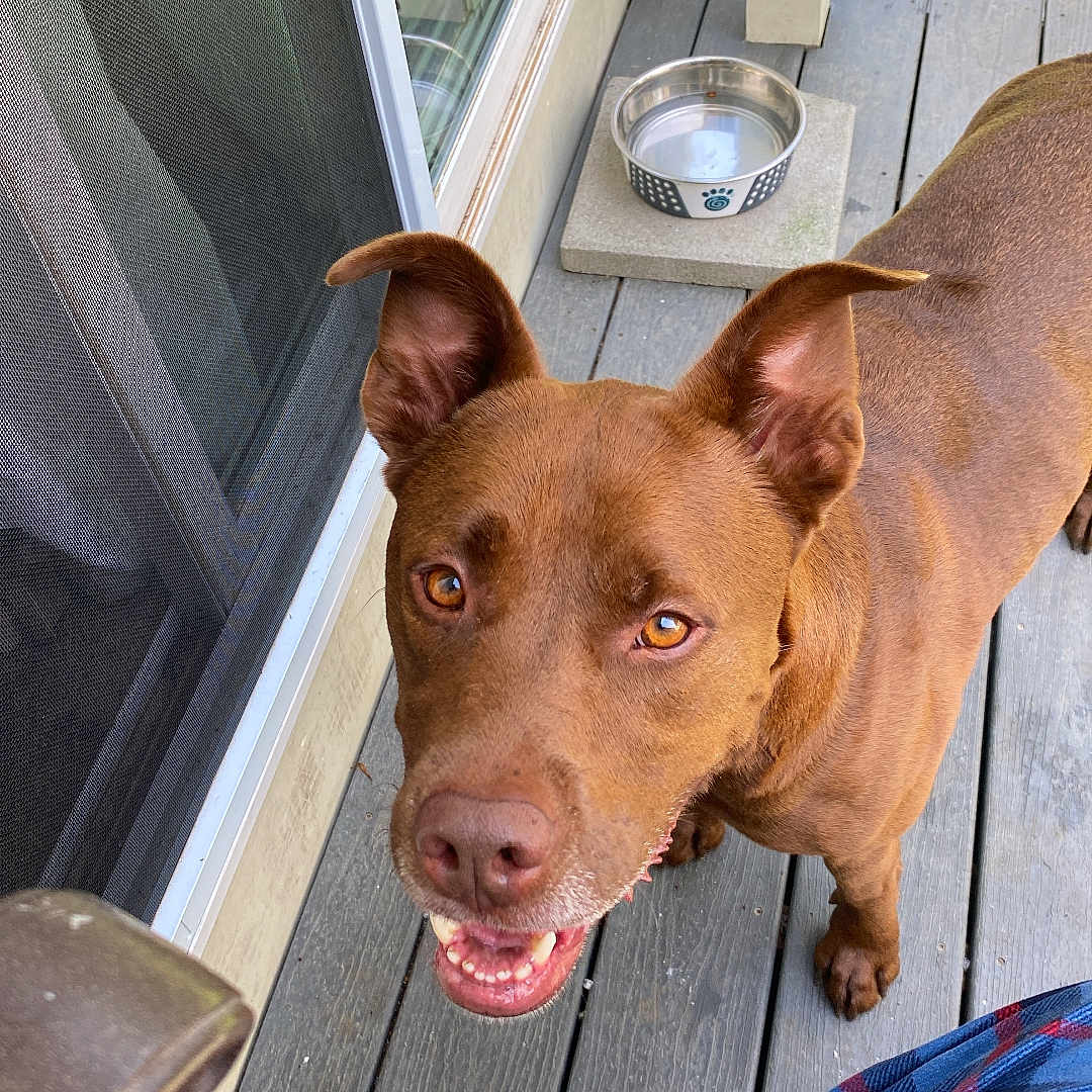 Choco joined the competition — help win amazing prizes! animal, architecture, building, bulldog, canine, clothing, dog, door, footwear, hardwood, hound, house, housing, pet, plywood, porch, puppy, shoe, window, wood