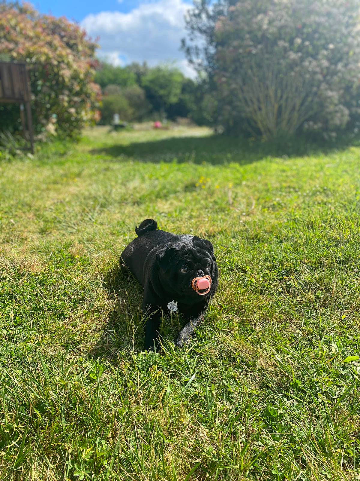 Puccini participe au concours pour gagner de l'argent avec cette photo : camera_lens, carnivore, cloud, companion_dog, dog_breed, fawn, grass, grassland, groundcover, landscape, lawn, meadow, natural_landscape, plant, reflex_camera, shrub, sky, snout, sunlight, tree