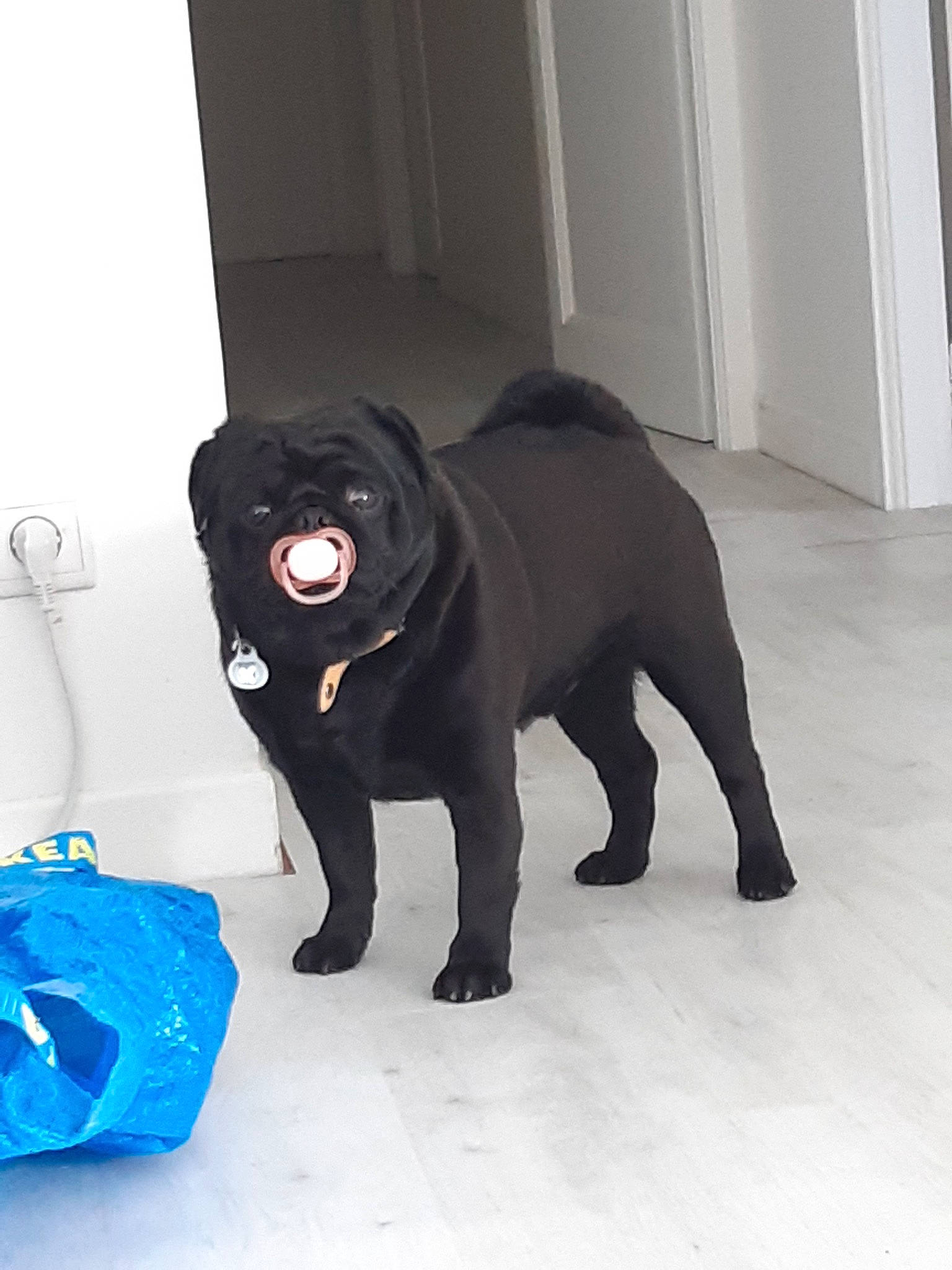 Puccini participe au concours pour gagner de l'argent avec cette photo : black_cat, canidae, carnivore, comfort, companion_dog, dog, dog_breed, dog_supply, door, electric_blue, fawn, felidae, pug, sleeve, snout, sporting_group, tail, whiskers, window, working_animal