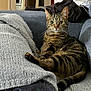abyssinian, animal, architecture, armchair, blanket, building, cat, chair, clothing, couch, cushion, furniture, homedecor, indoors, kitten, linen, livingroom, manx, pet, room