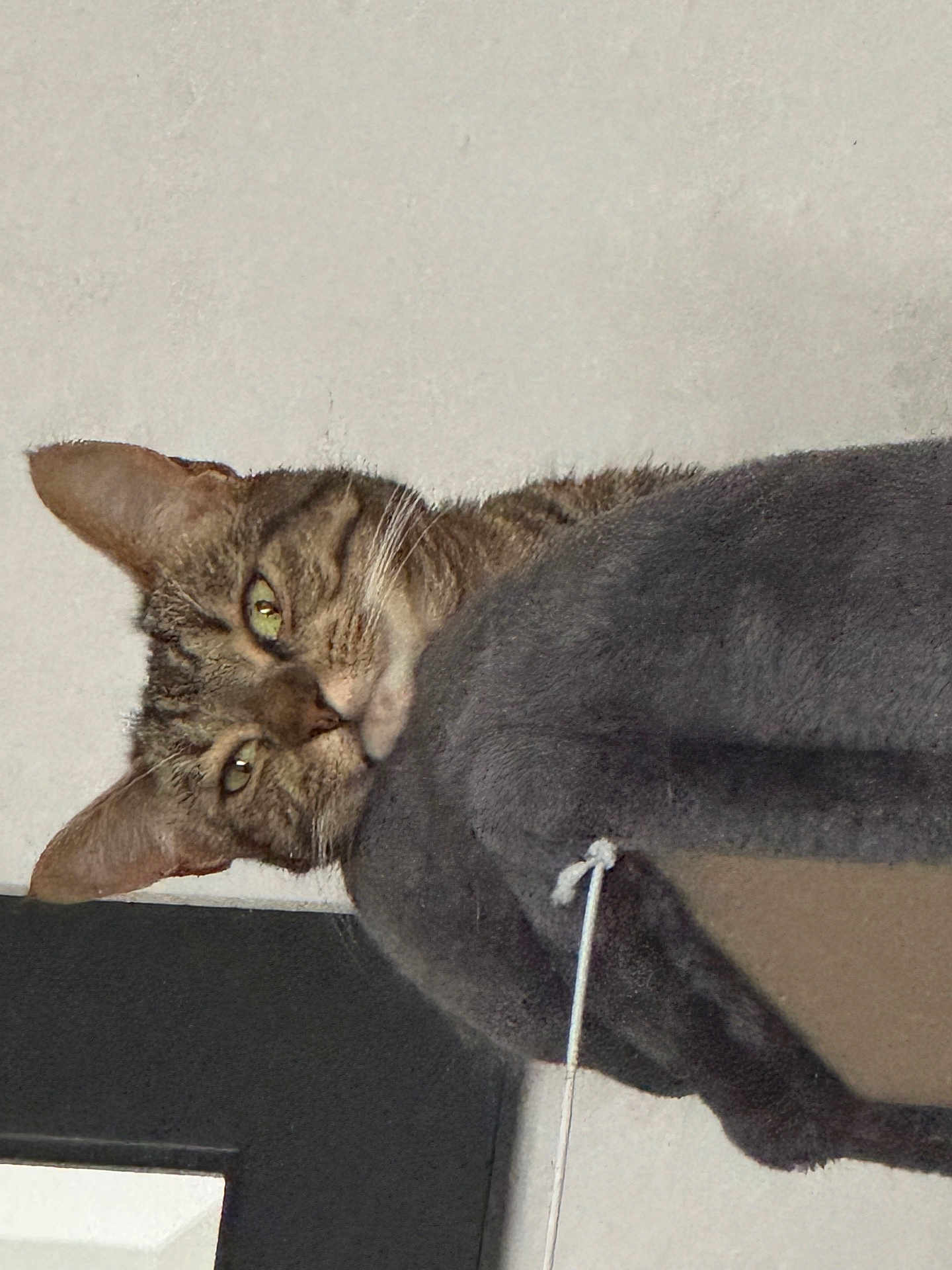 Ula