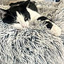 cat, black_and_white, fluffy_blanket, cozy, relaxed, indoor, pet, sleepy, fur, resting, closeup, bed, soft, homedecor, animal, cute, whiskers, paws, comfort, laying_down
