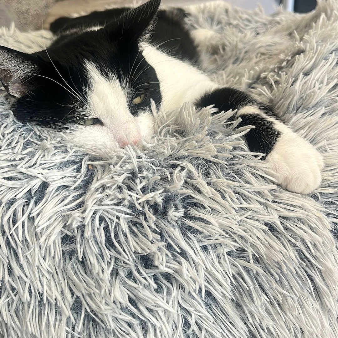 Sky a rejoint le concours — aidez-le/la à gagner de superbes lots ! animal, bed, black_and_white, cat, closeup, comfort, cozy, cute, fluffy_blanket, fur, homedecor, indoor, laying_down, paws, pet, relaxed, resting, sleepy, soft, whiskers