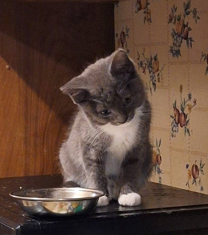 Chronos joined the competition — help win amazing prizes! bowl, carnivore, cat, cat_supply, dishware, domestic_short_haired_cat, felidae, fur, grey, kitchen_utensil, mixing_bowl, paw, pet_supply, serveware, small_to_medium_sized_cats, snout, tableware, tail, whiskers, window