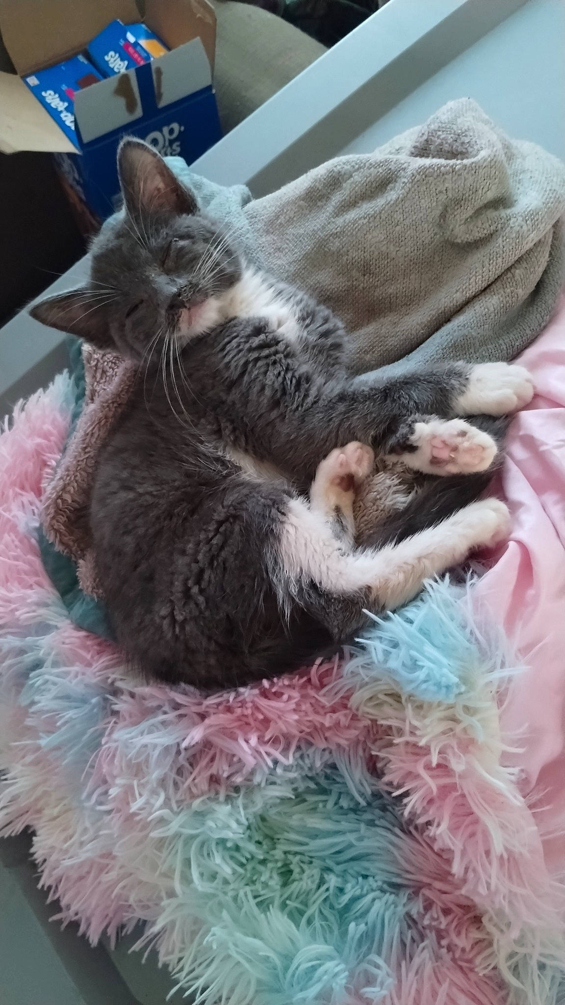 Chronos is registered to the contest to win money with this photo: carnivore, cat, claw, comfort, domestic_short_haired_cat, felidae, fur, grey, magenta, nap, pattern, paw, sleep, small_to_medium_sized_cats, snout, tail, whiskers, wool