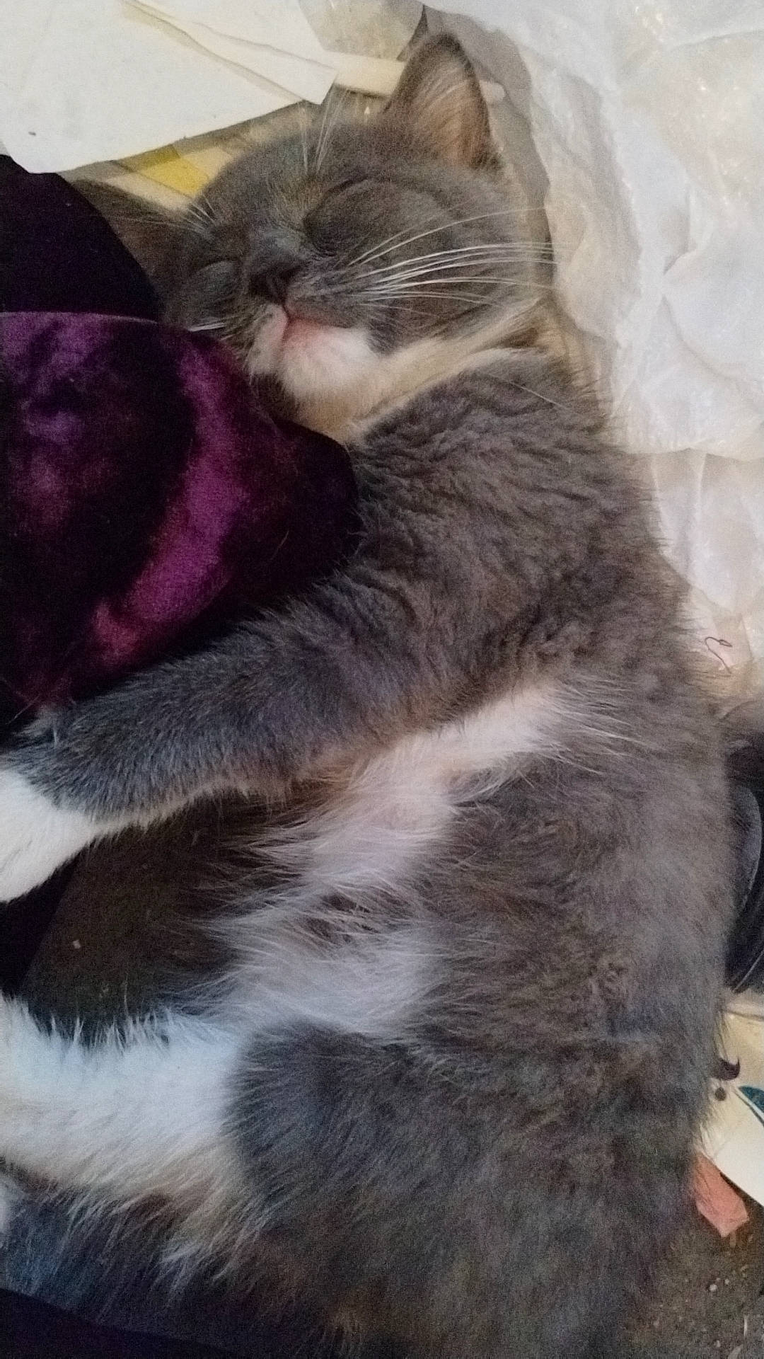 Chronos is registered to the contest to win money with this photo: carnivore, cat, cat_supply, claw, comfort, domestic_short_haired_cat, felidae, fur, grey, nap, paw, small_to_medium_sized_cats, tail, terrestrial_animal, whiskers