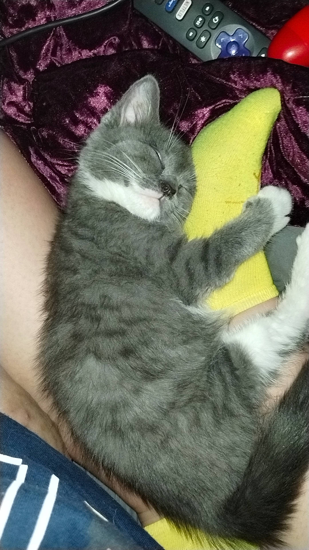 Chronos joined the competition — help win amazing prizes! carnivore, cat, claw, comfort, domestic_short_haired_cat, felidae, foot, fur, grey, lap, magenta, nail, nap, paw, sitting, small_to_medium_sized_cats, snout, tail, thread, whiskers