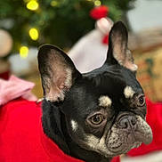 Sadie joined the competition — help win amazing prizes! animal, bostonbull, boxer, bulldog, canine, dog, frenchbulldog, pet, pitbull, puppy, whitedog