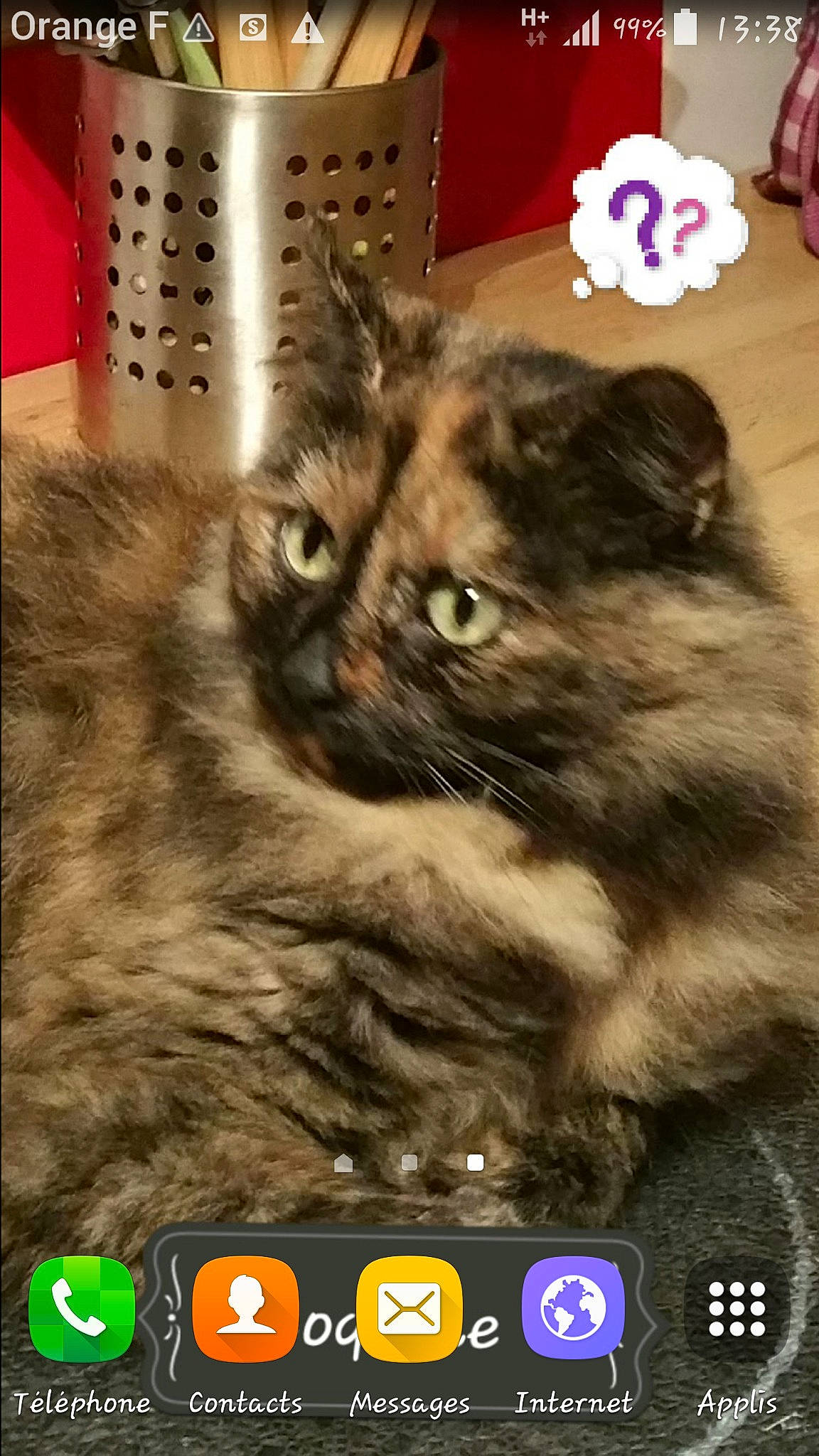 Coquine a rejoint le concours — aidez-le/la à gagner de superbes lots ! asian, british_longhair, british_semi_longhair, carnivore, cat, domestic_short_haired_cat, european_shorthair, felidae, fur, kitten, mammal, norwegian_forest_cat, persian, photo_caption, photography, screenshot, siberian, small_to_medium_sized_cats, whiskers