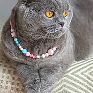 Marqusa participe au concours pour gagner de l'argent avec cette photo : cat, scottish_fold, gray_fur, amber_eyes, beaded_necklace, pet, animal, feline, indoor, cushion, patterned_fabric, close_up, portrait, cute, relaxed, whiskers, soft_fur, domestic_animal, resting, paws