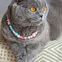 cat, scottish_fold, gray_fur, amber_eyes, beaded_necklace, pet, animal, feline, indoor, cushion, patterned_fabric, close_up, portrait, cute, relaxed, whiskers, soft_fur, domestic_animal, resting, paws