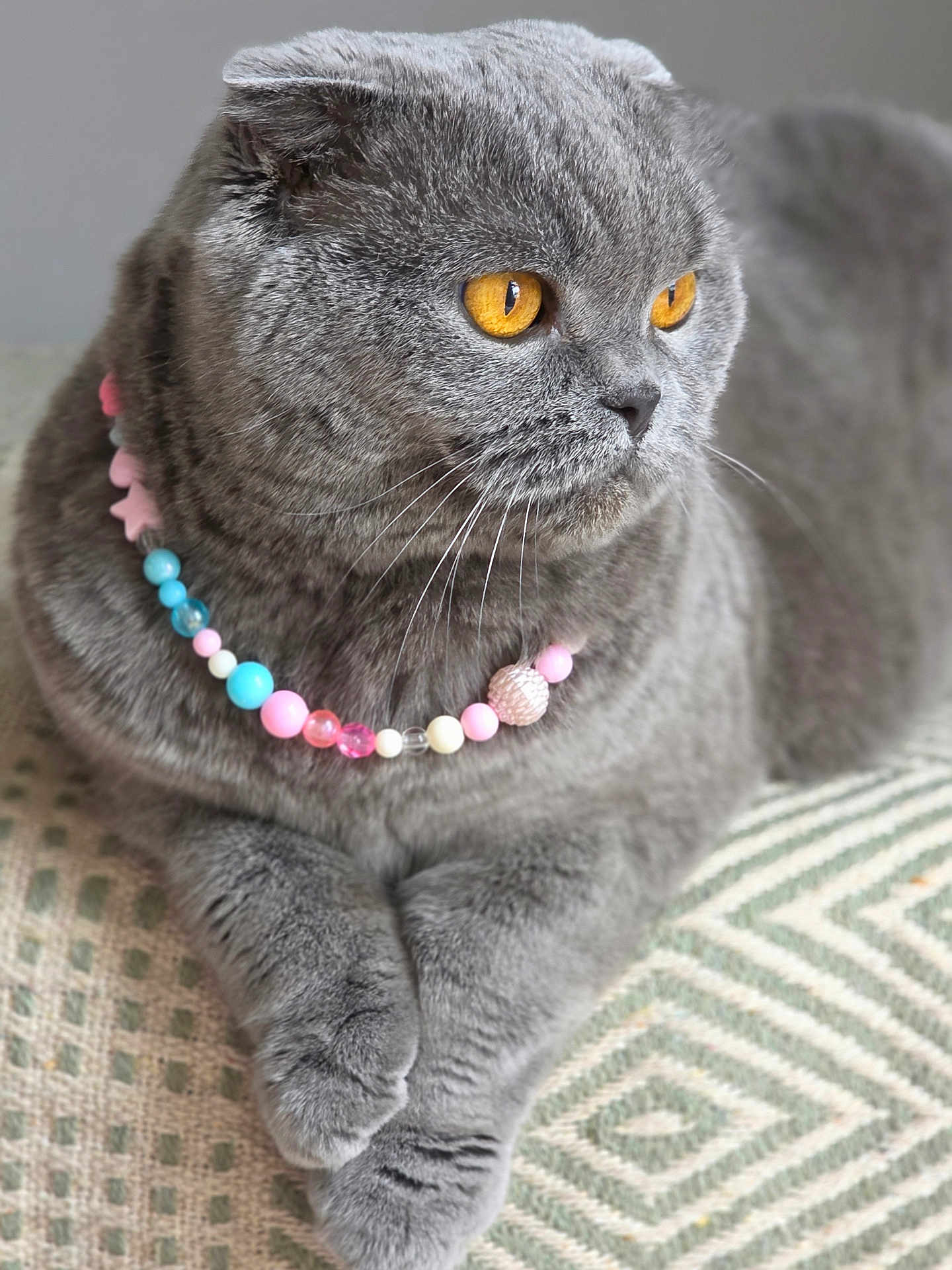 Marqusa participe au concours pour gagner de l'argent avec cette photo : cat, scottish_fold, gray_fur, amber_eyes, beaded_necklace, pet, animal, feline, indoor, cushion, patterned_fabric, close_up, portrait, cute, relaxed, whiskers, soft_fur, domestic_animal, resting, paws