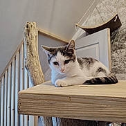 Peaky participe au concours pour gagner de l'argent avec cette photo : animal, cat, cozy, curious, domestic, ears, feline, indoor, nature_theme, pet, quiet, relaxed, resting, staircase, still_life, tail, wallpaper, white_and_gray, wood, wooden_platform