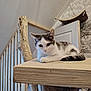 animal, cat, cozy, curious, domestic, ears, feline, indoor, nature_theme, pet, quiet, relaxed, resting, staircase, still_life, tail, wallpaper, white_and_gray, wood, wooden_platform