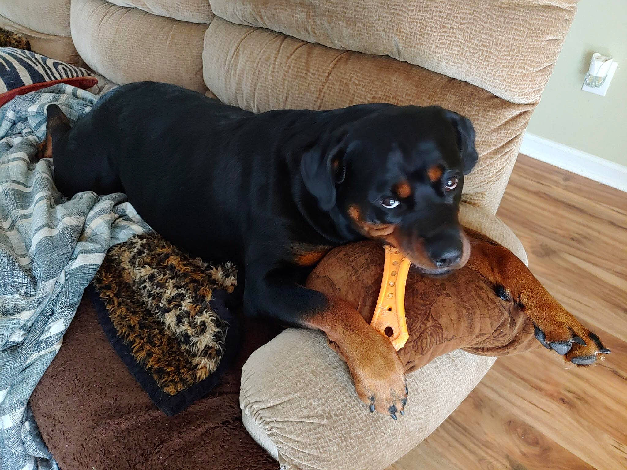 Babygirl joined the competition — help win amazing prizes! austrian_black_and_tan_hound, canidae, carlin_pinscher, carnivore, companion_dog, dog, dog_breed, german_pinscher, guard_dog, huntaway, hunting_dog, mammal, pinscher, puppy, rottweiler, smaland_hound, snout, sporting_group, transylvanian_hound, vertebrate